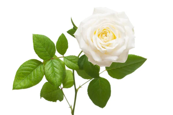 Vacker blomma vit ros — Stockfoto