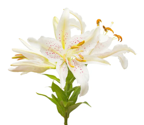 Букет красивих білих квітів лілії ізольовані на білому фоні — стокове фото