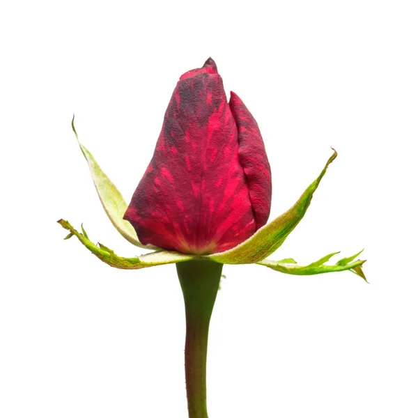 Hermosa flor rosa roja — Foto de Stock