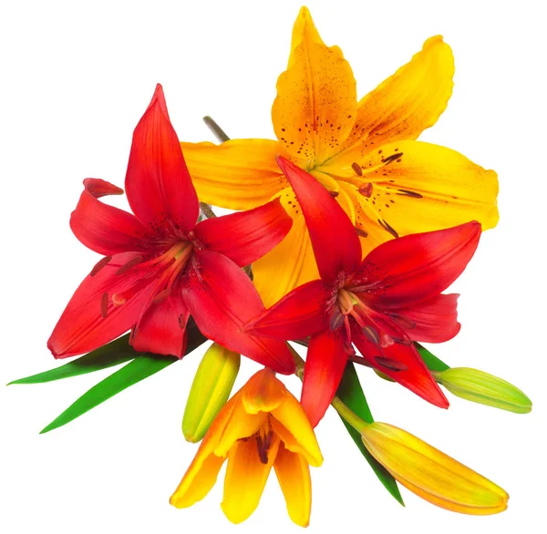 백합 빨간색과 노란색 꽃의 꽃다발 — 스톡 사진