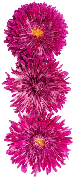 Drei rosa Chrysanthemen — Stockfoto