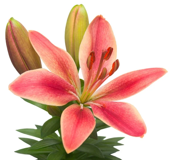 Asiatiska sovrum lily — Stockfoto