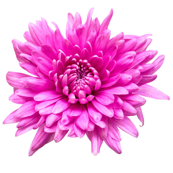 Light pink chrysanthemum flower 
