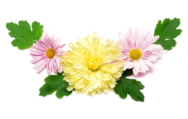 Flowers chrysanthemums and leaves — Stock Photo, Image