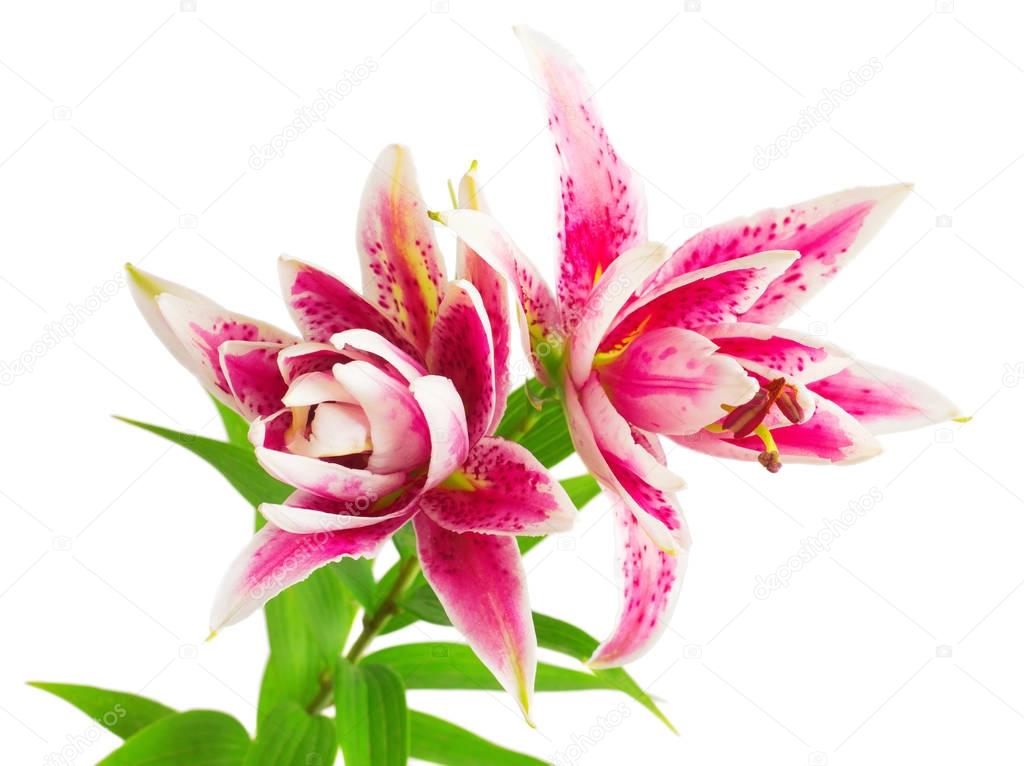 Beautiful bouquet of pink lily flowers