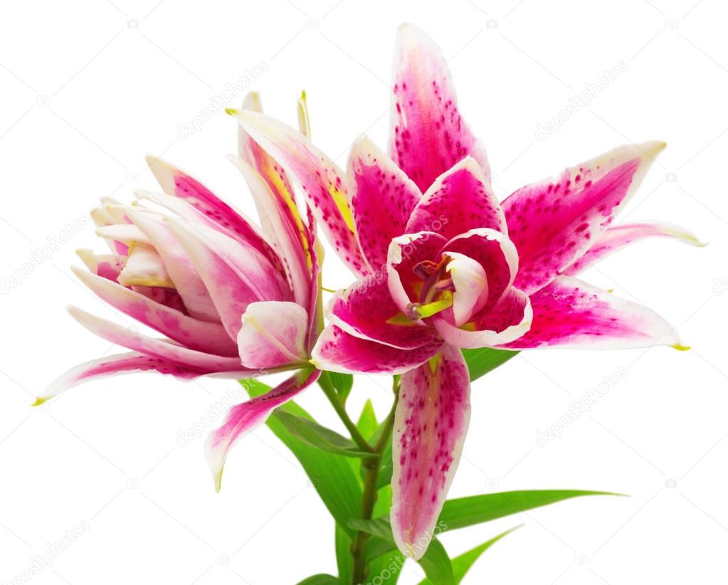 Beautiful bouquet of pink lily flowers