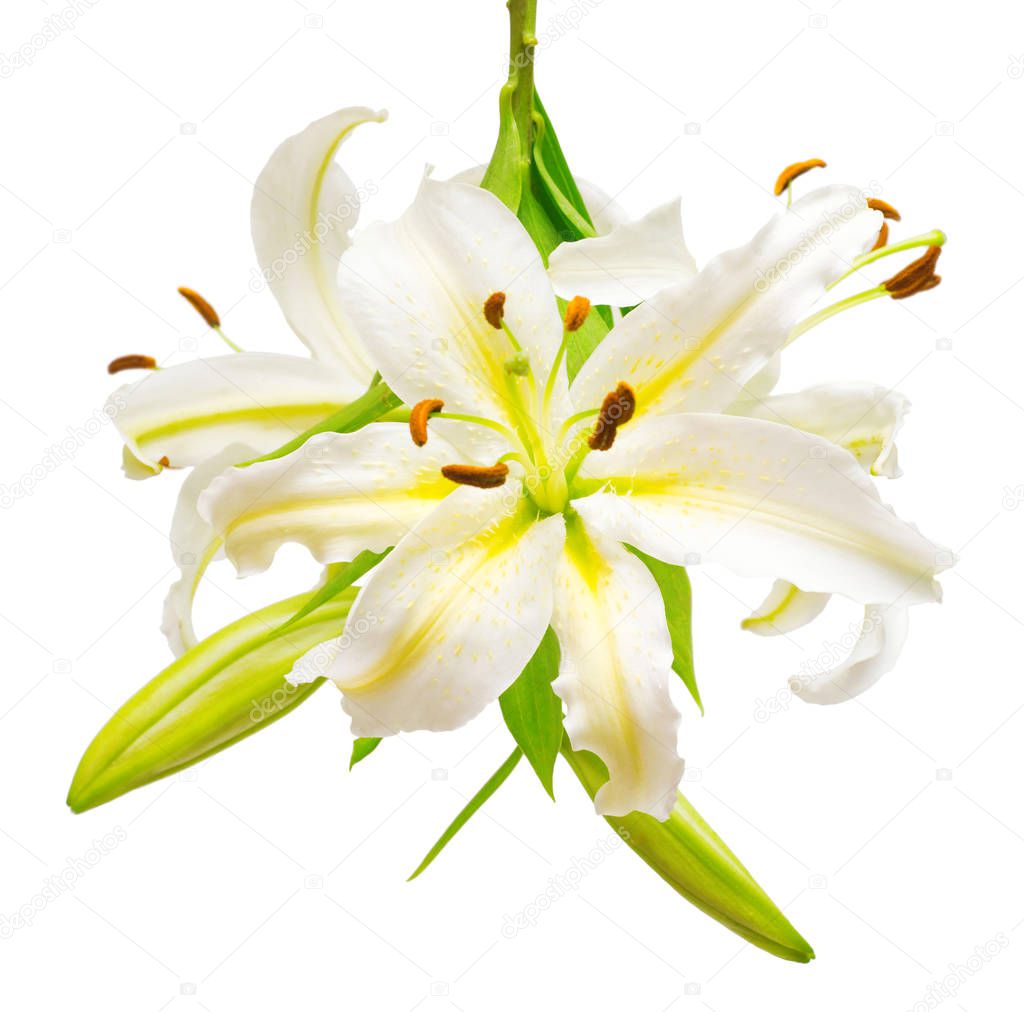 Bouquet of beautiful white lily flowers