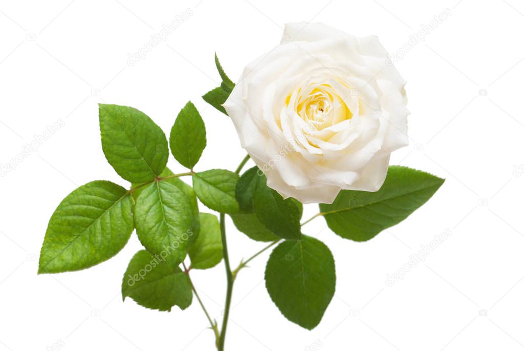 Beautiful flower white rose 