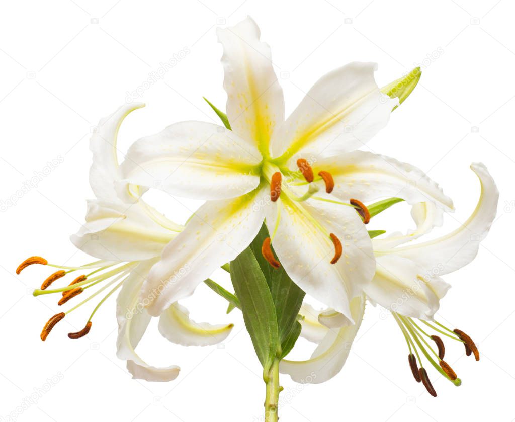 Bouquet of beautiful white lily flowers 