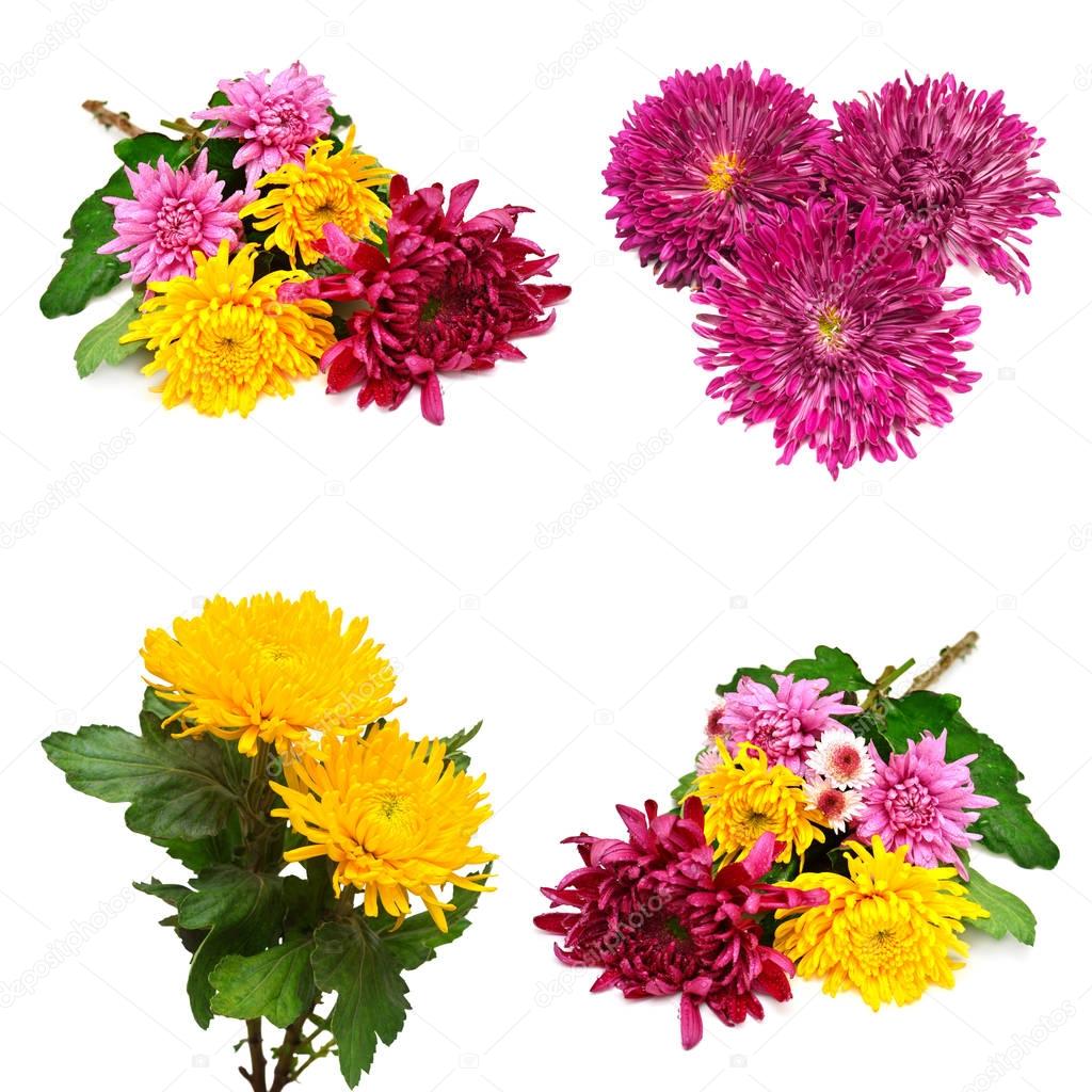 Collection of flowers chrysanthemums