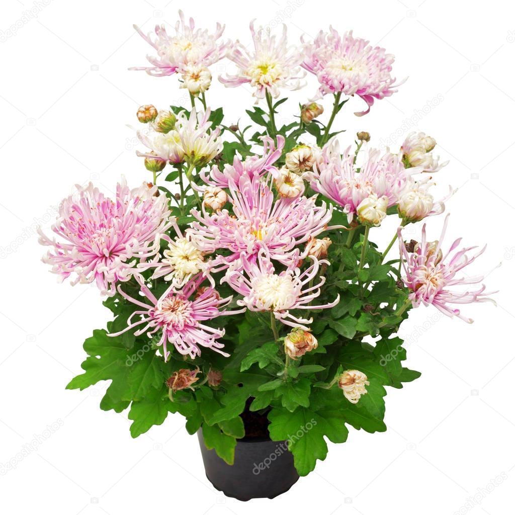 Bouquet of pink chrysanthemums in a pot 