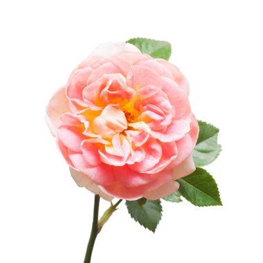 Güzel çiçek pembe Gül beyaz arka plan üzerinde izole. Düğün