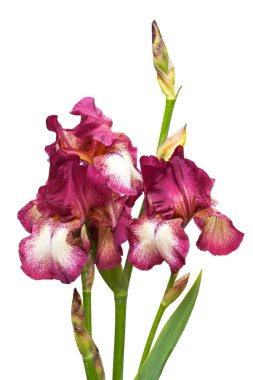 Beyaz arka plan üzerinde izole güzel çiçekler mor Iris