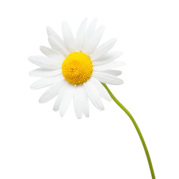 One white daisy flower isolated on white background — Stock Photo, Image