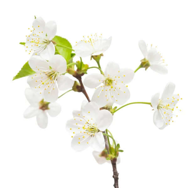 Um ramo de flores de cereja isolado no fundo branco. Flor — Fotografia de Stock