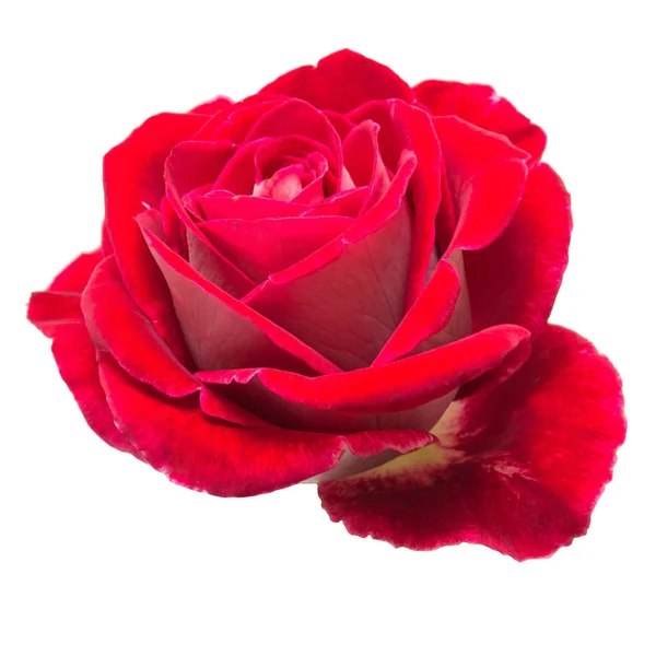 Hermosa flor rosa roja aislada sobre fondo blanco. Boda — Foto de Stock