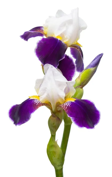 Blaue Blumen Iris isoliert auf weißem Hintergrund — Stockfoto