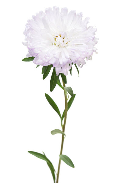 Flower white aster isolated on white background