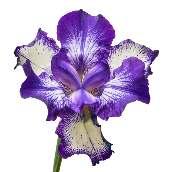 Blu fiori iris isolato su sfondo bianco — Foto Stock