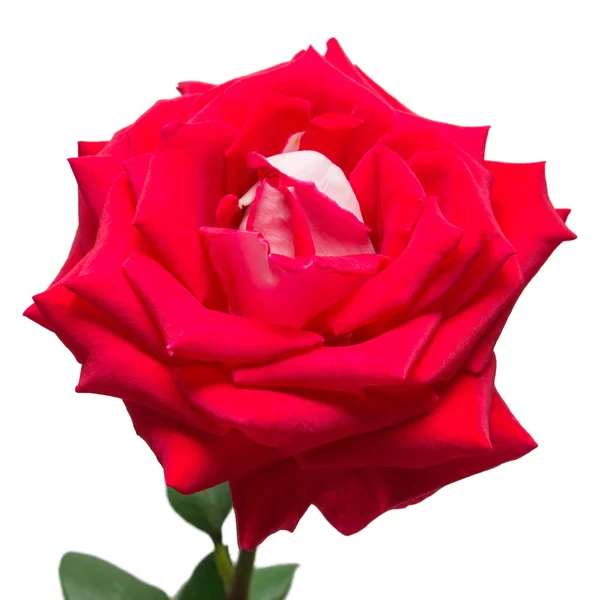 Schöne Blume rote Rose isoliert auf weißem Hintergrund. Hochzeit — Stockfoto