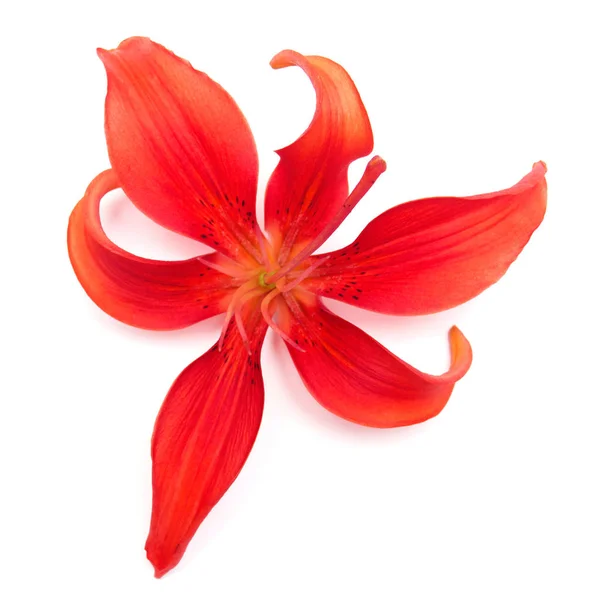 Red lily flower isolated on a white background. Flowers resemble — Stock Photo, Image