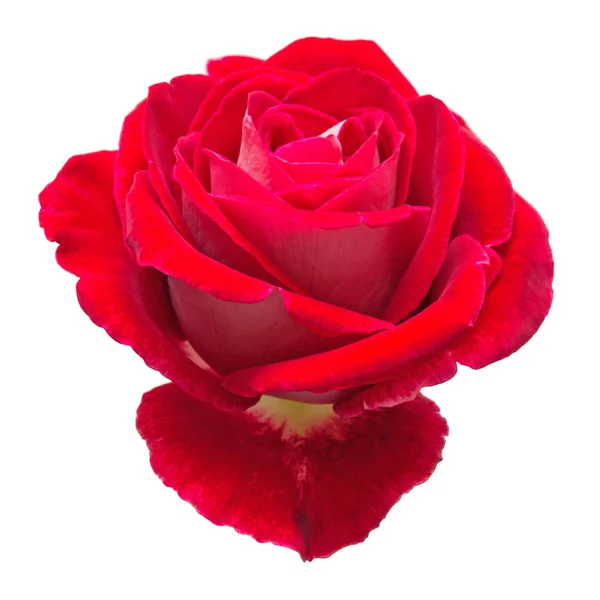 Schöne Blume rote Rose isoliert auf weißem Hintergrund. Hochzeit — Stockfoto