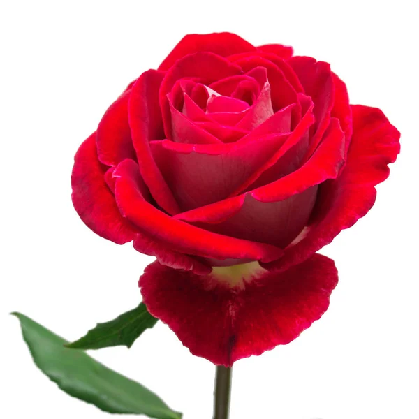 Beautiful flower red rose isolated on white background. Wedding — Stock Photo, Image