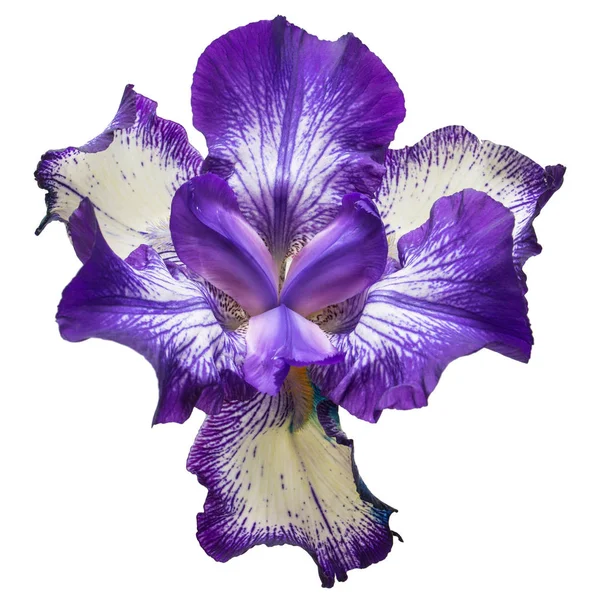 Blu fiori iris isolato su sfondo bianco — Foto Stock