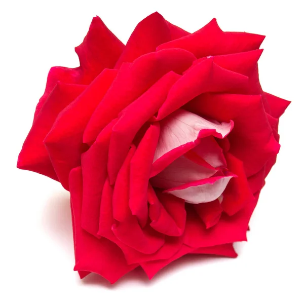 Schöne Blume rote Rose isoliert auf weißem Hintergrund. Hochzeit — Stockfoto