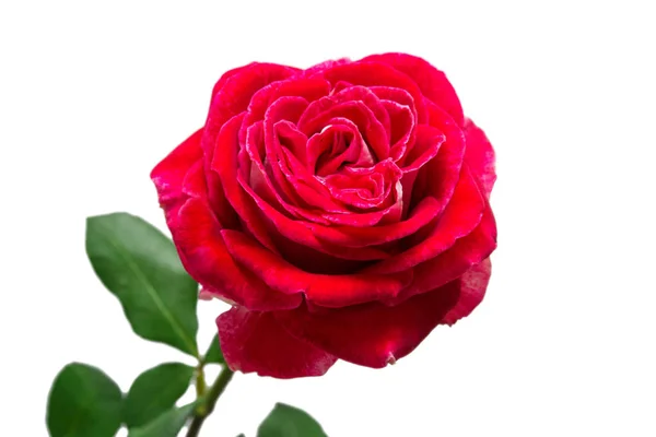 Bela flor rosa vermelha isolada no fundo branco. Casamento — Fotografia de Stock