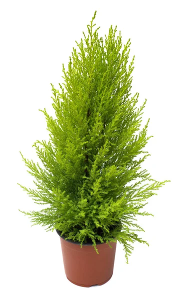 Cypress in pot isolated on white background — Stock Photo, Image