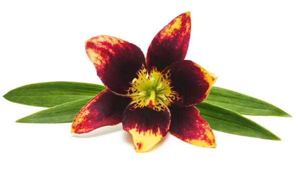 Vacker blomma Asiatic hybrid lily lätt Dans isolerad på whit — Stockfoto