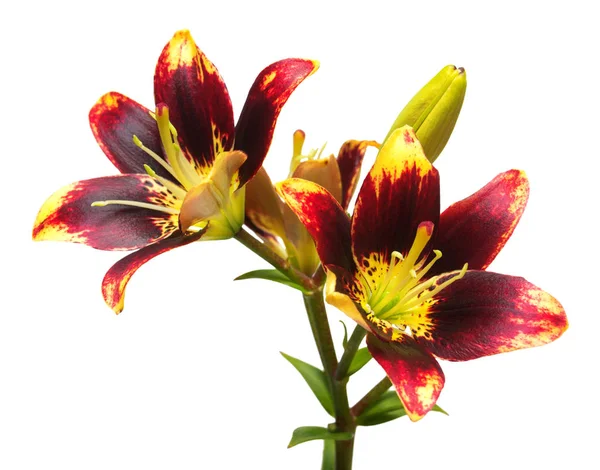 Красивый цветок Азиатский гибрид Лили Легкий Танец изолирован на Уит — стоковое фото