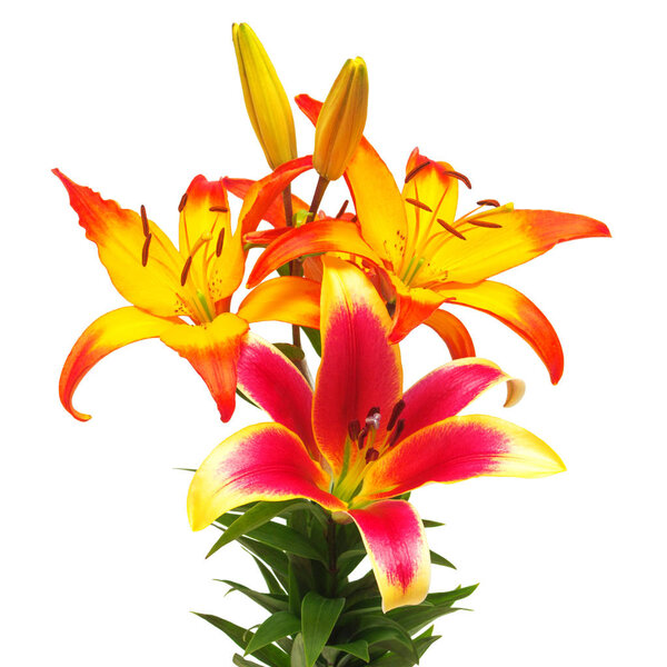 Beautiful bouquet of yellow lilies and red isolated on white bac
