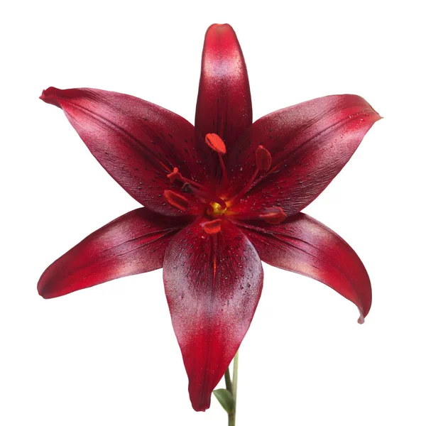 Vacker blomma Asiatic hybrid lily Cola isolerade på vit baksida — Stockfoto