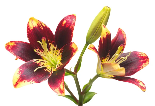 Красиву квітку азійський гібридних Лілія легко танцю, ізольовані на нітрохи — стокове фото