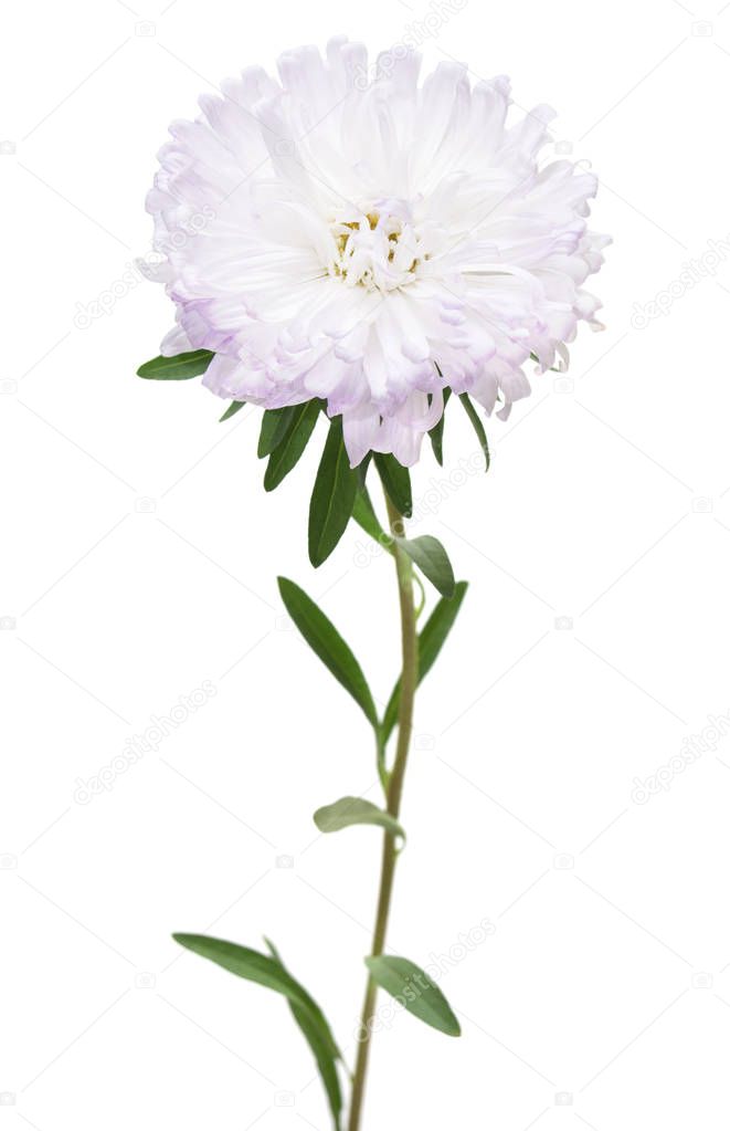 Flower white aster isolated on white background