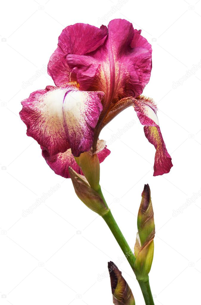 Beautiful flowers purple iris isolated on white background