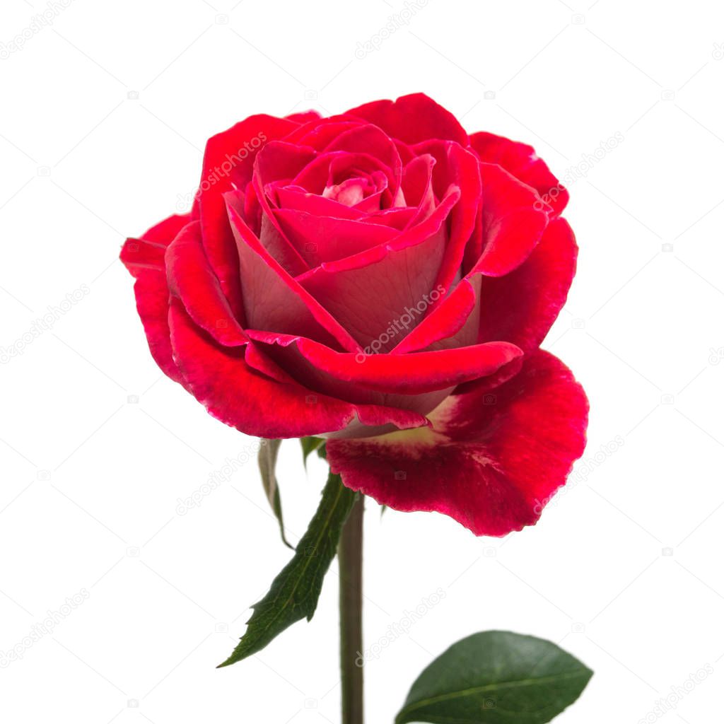 Imágenes: una flor roja | Rosa de hermosa flor roja aislados en fondo