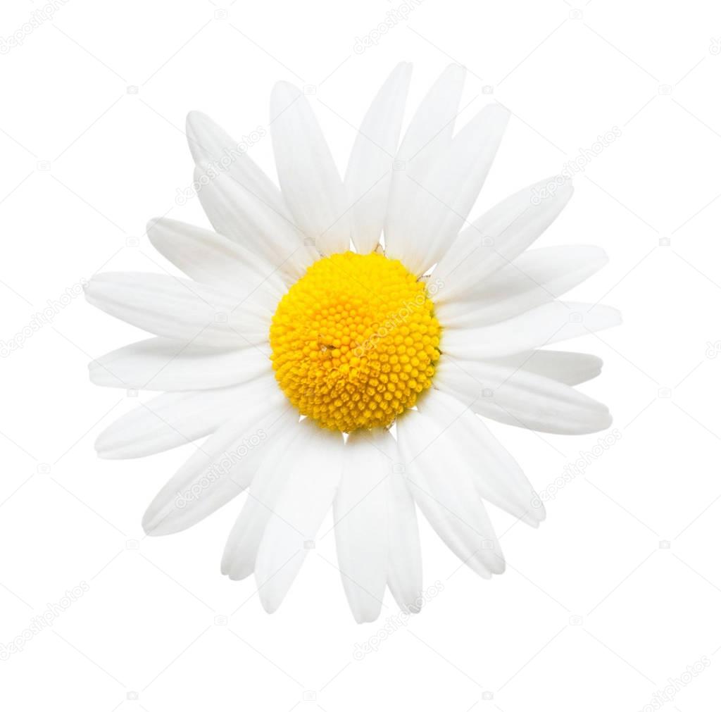 One white daisy flower isolated on white background