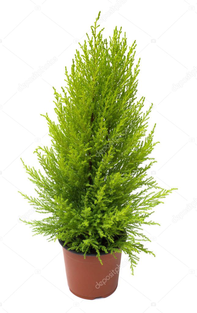 Cypress in pot isolated on white background