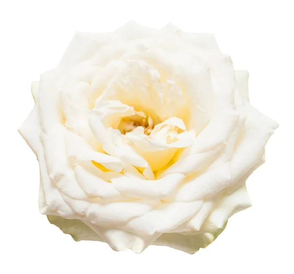 Belle rose fleur isolée sur fond blanc. Mariage — Photo