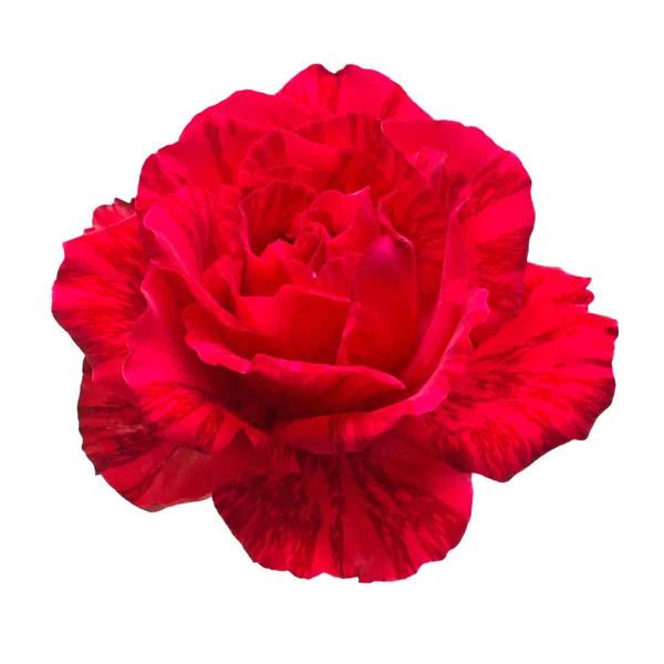 Piękny kwiat red rose na białym tle na białym tle — Zdjęcie stockowe