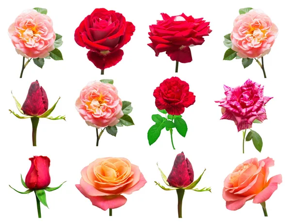 Una hermosa colección de rosas flores en colores rojo y rosa i — Foto de Stock