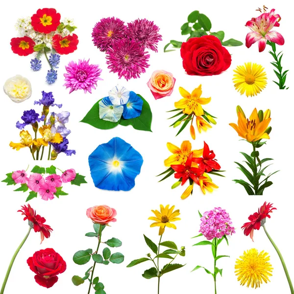 Gyönyörű színes virágok gyűjteménye — Stock Fotó