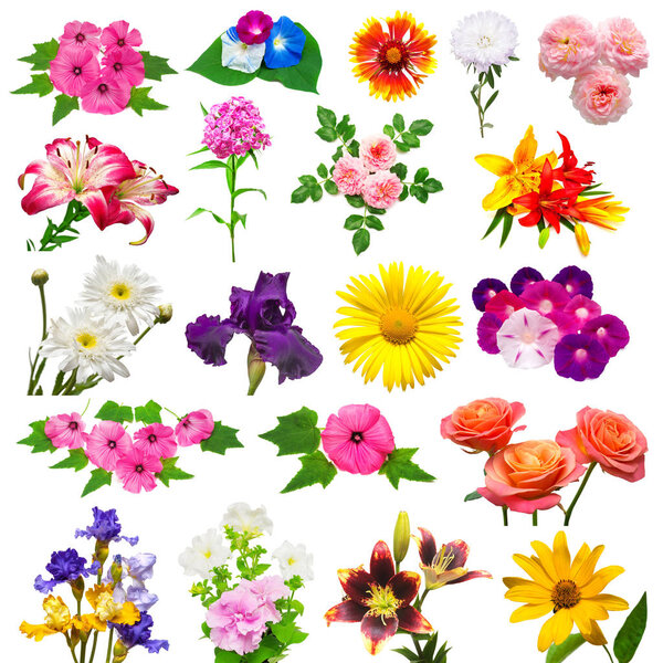 Collection of beautiful colorful flowers 