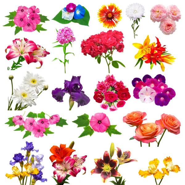 Zbiór pięknych, kolorowych kwiatów — Zdjęcie stockowe