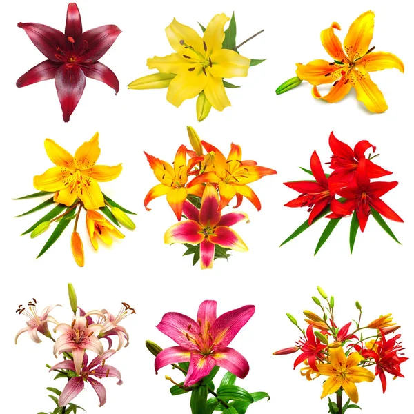 Colección de flores de colores lirios — Foto de Stock
