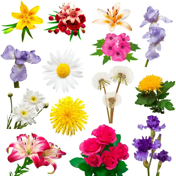 Colección de hermosas flores de colores — Foto de Stock