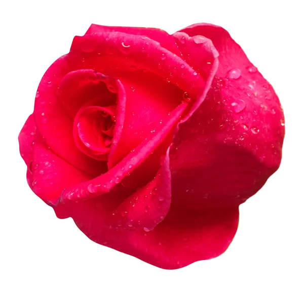 Beautiful rose flower Stock Picture